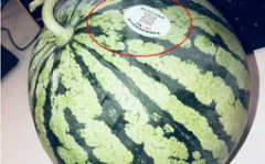 东北吃瓜网红叫什么,揭秘东北美食界的“瓜王”传奇